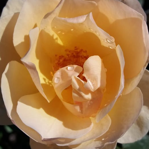 Szkółka róż - angielska róża - żółty  - Rosa  Ausjo - róża z intensywnym zapachem - David Austin - Jej kwiaty o intensywnym owocowym aromacie oraz olśniewającym kolorze brzoskwiniowym są ozdobą od wiosny do jesieni. Można ją hodować, jako duży krzew z naginającymi się pędami lub jako mniejszą różę pnącą.